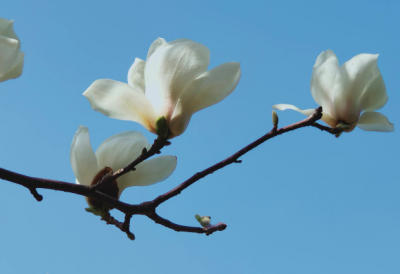 春天开花的树有哪些名字 这6种植物春天满树繁花