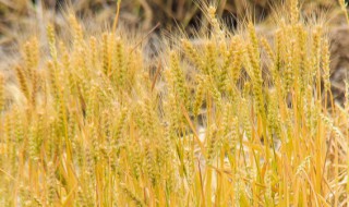寿光常见植物有什么 寿光有哪些常见的植物