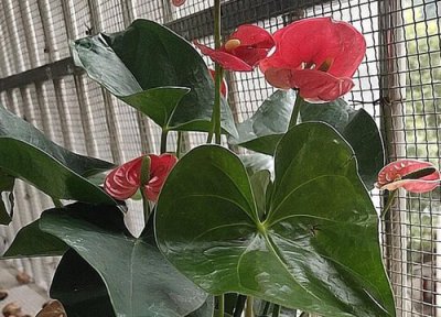 红掌叶子多影响开花吗 红掌枝叶繁茂却不爱开花需要记得哪些要点