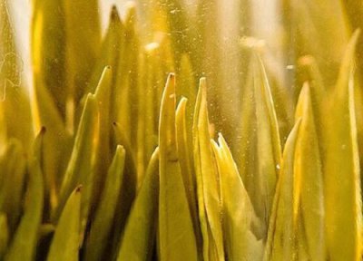 君山银针属于什么茶类 湖南岳阳君山银针特点和功效作用