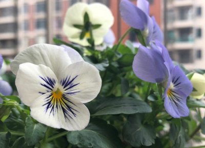 角堇怎么修剪好看 角堇什么时候修剪合适