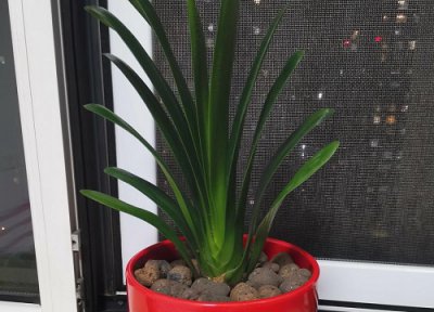 夏天如何养护君子兰 夏天如何养好君子兰不黄叶