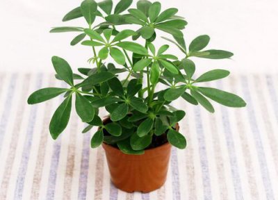 鹅掌木开花预兆 鹅掌木开花什么预兆