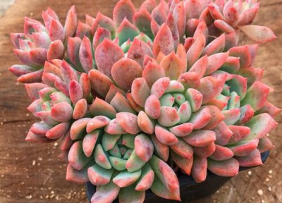 多肉冬天发根期间多久浇一次水 多肉种植时几天浇水