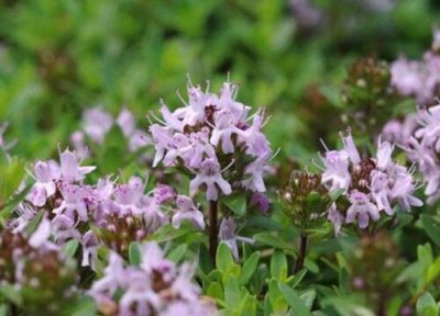 百里香叶子干枯怎么回事 干叶原因与处理