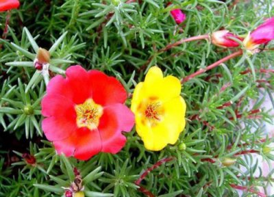 太阳花的根部会烂了怎么回事 怎么养不容易烂根又爆盆