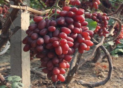 阳台盆栽葡萄怎么提高成活率 葡萄裸根苗的栽植方法