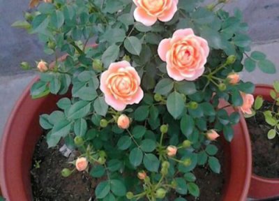 龙沙宝石月季花期 龙沙宝石月季花期是什么时候