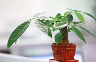 办公室里发财树枯萎不长怎么办 不长新叶子是怎么回事