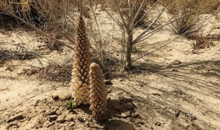 肉苁蓉能生吃吗 肉苁蓉可以直接吃吗