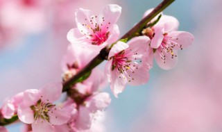 过年摆什么鲜花寓意好 过年摆哪种鲜花寓意运气好