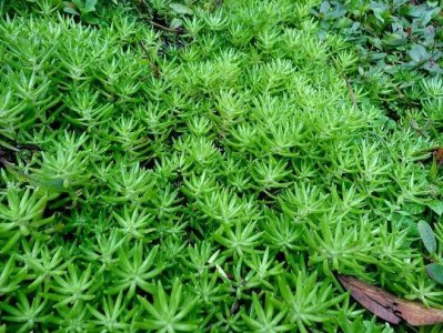 佛甲草养在家里有什么好处 佛甲草的功效放屋里可以吗