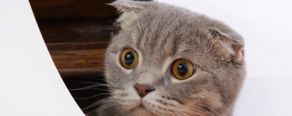 猫咪感冒怎么办