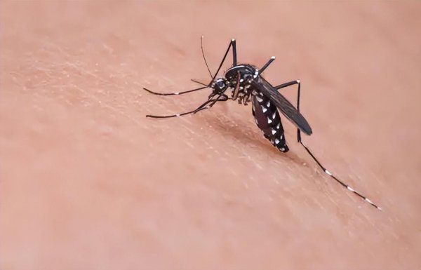 长脚蚊子有毒吗