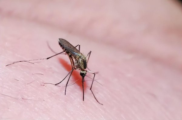 长脚蚊子有毒吗