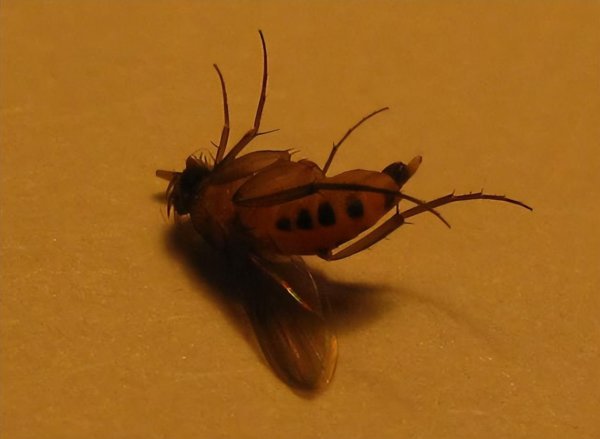 长脚蚊子有毒吗