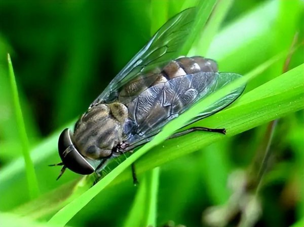 长脚蚊子有毒吗