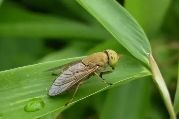 长脚蚊子有毒吗