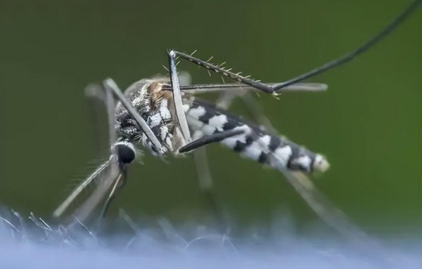 长脚蚊子有毒吗