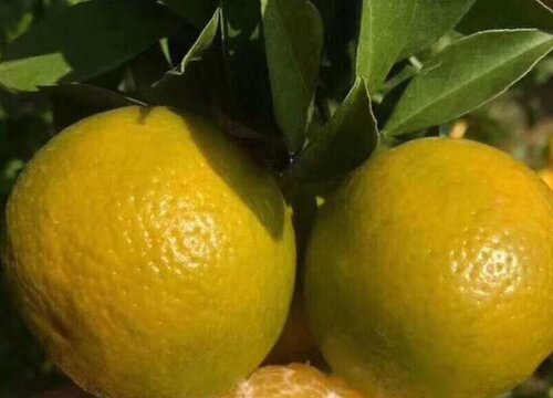 皇帝柑哪里产的好吃又甜