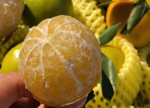 皇帝柑哪里产的好吃又甜