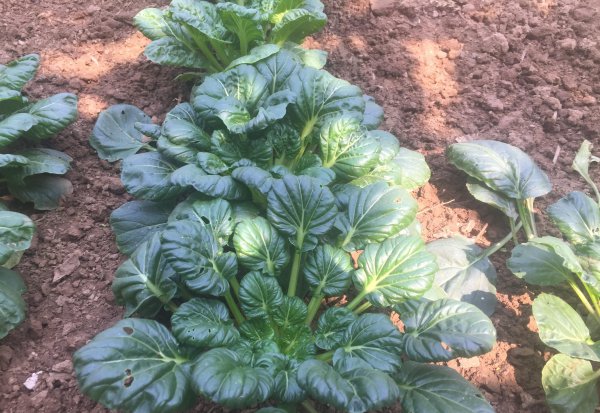 什么是十字花科蔬菜图片