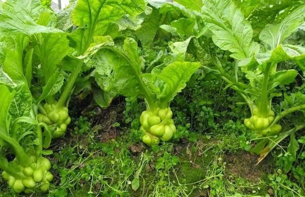 什么是十字花科蔬菜图片