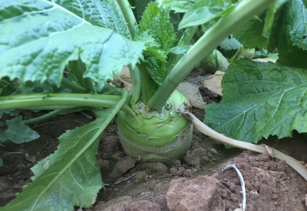 什么是十字花科蔬菜图片