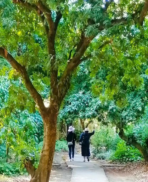 景洪市旅游十大景点大全