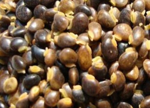 鸡骨草的功效与作用及食用方法