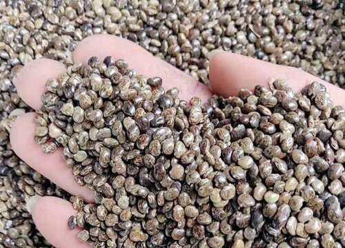 鸡骨草的功效与作用及食用方法