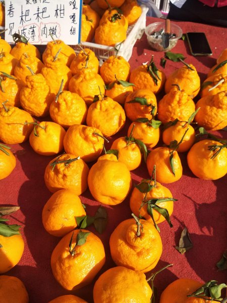 耙耙柑与丑橘的区别图片