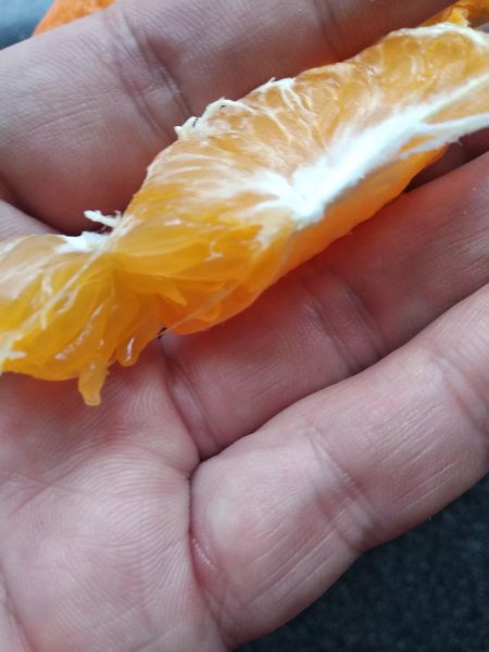 耙耙柑与丑橘的区别图片