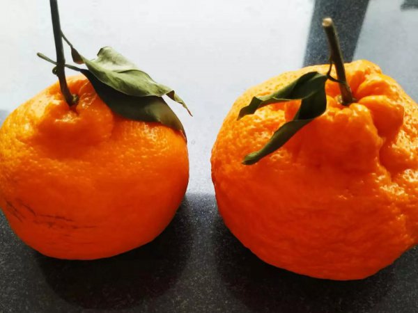 耙耙柑与丑橘的区别图片