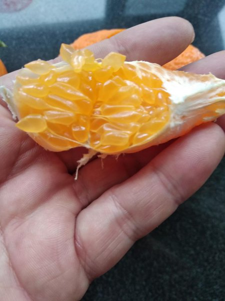 耙耙柑与丑橘的区别图片