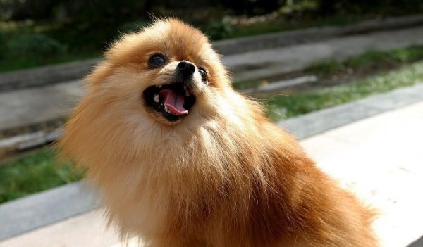 长的像狐狸的狗叫什么名字