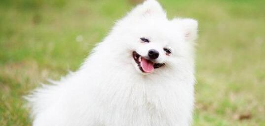 长的像狐狸的狗叫什么名字