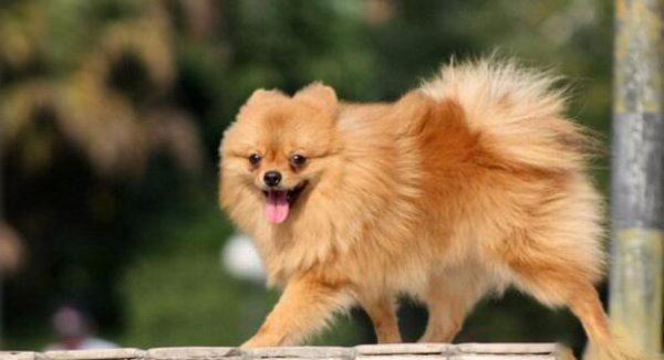 长的像狐狸的狗叫什么名字