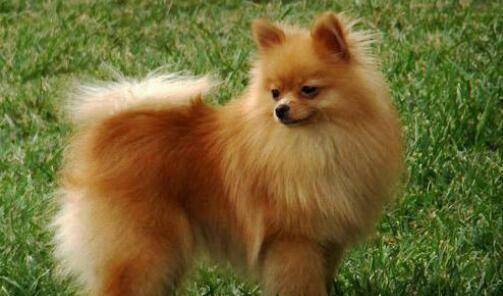 长的像狐狸的狗叫什么名字
