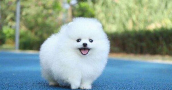 长的像狐狸的狗叫什么名字