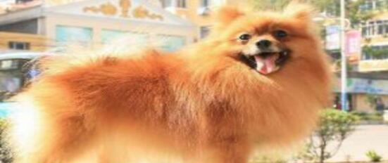 长的像狐狸的狗叫什么名字