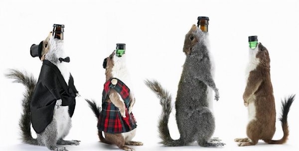 全球最贵的饮料