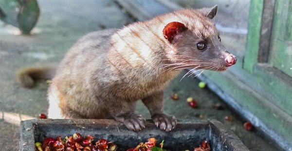 全球最贵的饮料