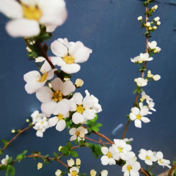 一年四季都盛开的花是什么花