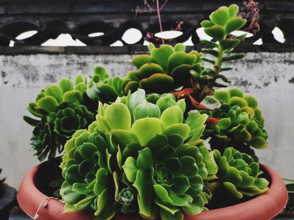 法师淋雨后掉叶子怎么挽救