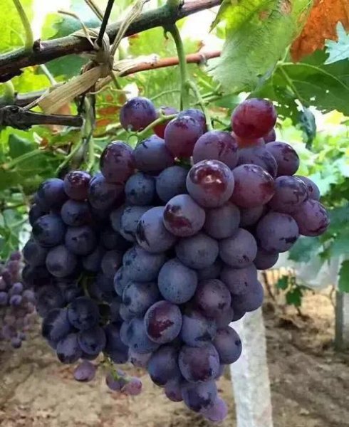 中国葡萄苗哪个品种最好