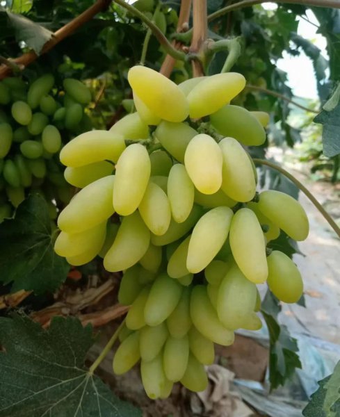 中国葡萄苗哪个品种最好