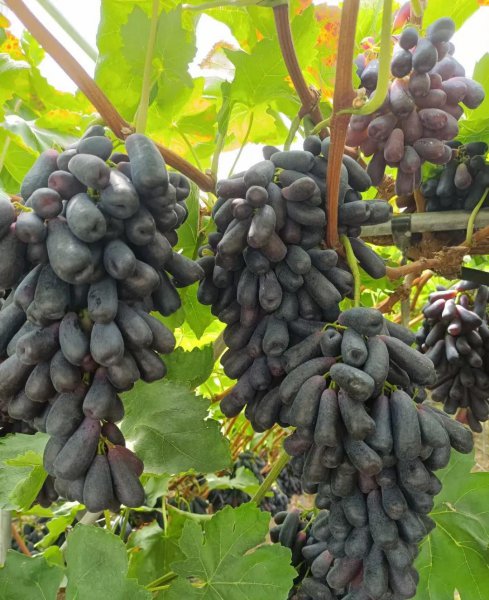 中国葡萄苗哪个品种最好