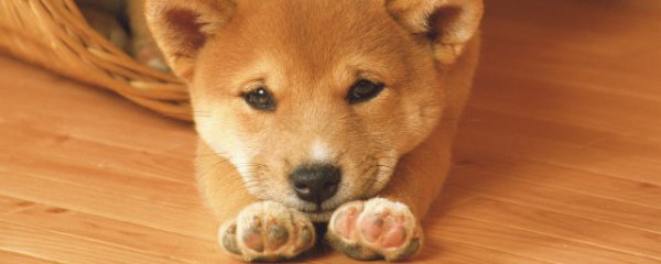 什么属相的人最好养狗