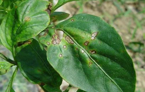 辣椒褐斑病发病原因及防治方法